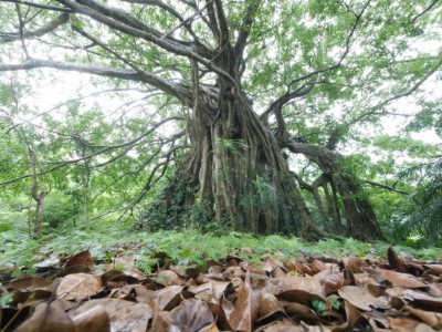 知本國家森林遊樂區 百年白榕